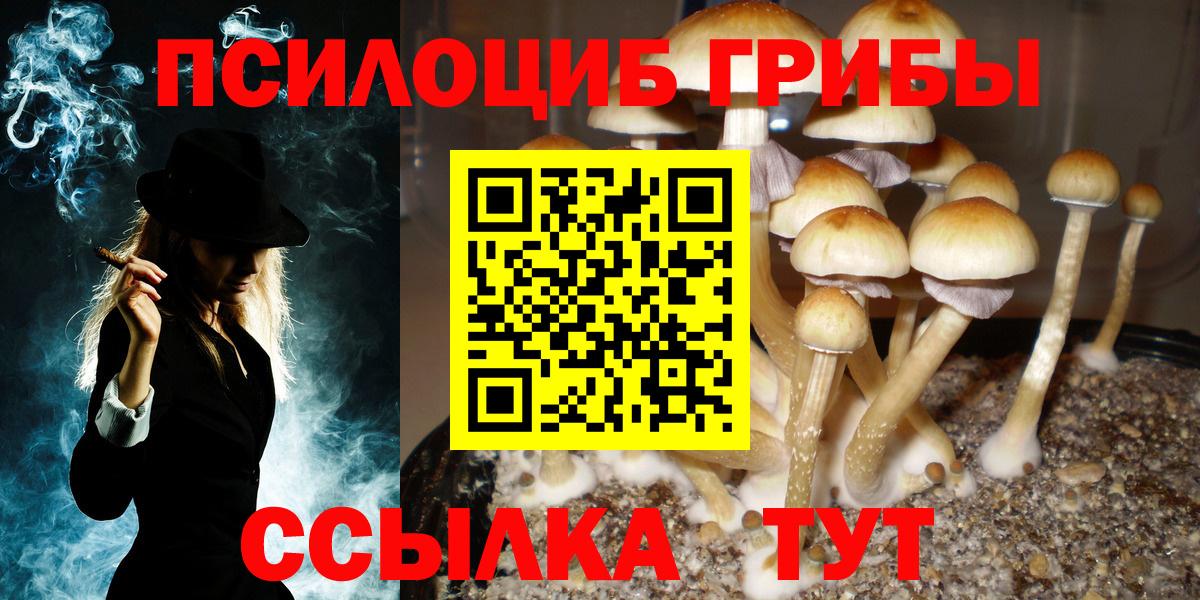 Псилоцибиновые грибы Psilocybe Удомля
